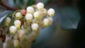 Cluster of strawberry tree flowers close-up Royalty Free Stock Photo