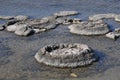 Cluster of Stromatolites at Lake Thetis Royalty Free Stock Photo