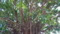 Cluster of stunning hanging roots of a banyan tree atPark Royalty Free Stock Photo