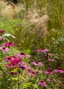 Pink echinacea purpurea flowers, also known as coneflowers or rudbeckia, photographed at RHS Wisley garden in Surrey UK. Royalty Free Stock Photo