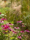 Pink echinacea purpurea flowers, also known as coneflowers or rudbeckia, photographed at RHS Wisley garden in Surrey UK. Royalty Free Stock Photo