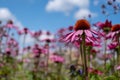 Pink echinacea purpurea flowers, also known as coneflowers or rudbeckia, photographed at RHS Wisley garden in Surrey UK. Royalty Free Stock Photo