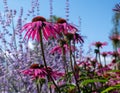 Cluster of stunning pink echinacea purpurea flowers, also known as coneflowers or rudbeckia, tall stems of purple salvia behind Royalty Free Stock Photo