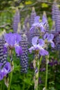 Cluster of stunning purple lupin and iris flowers in a garden, photographed in Dunvegan, Isle of Skye, Scotland UK Royalty Free Stock Photo