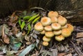 Cluster of sulphur tuft mushrooms also known as the clustered woodlover in autumn season in the forest Royalty Free Stock Photo