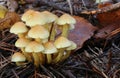 A cluster of pretty Sulphur Tuft Mushrooms Hypholoma fasciculare growing through the leaf litter on a forest floor in the UK.