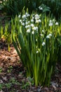 Cluster of summer snowflake flowers Royalty Free Stock Photo