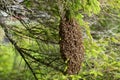 Cluster of swarming bees in a spruce tree Royalty Free Stock Photo