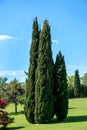 Cluster of tall evergreen Mediterranean cypresses in a park