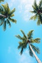 Group of Palm Trees Against Blue Sky Royalty Free Stock Photo