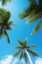 Group of Palm Trees Against Blue Sky Royalty Free Stock Photo