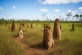 cluster of termite mounds of varying sizes