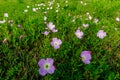 Cluster of Texas Pink Evening Primrose Wildflowers Royalty Free Stock Photo