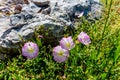 A Cluster of Texas Pink Evening Primrose Wildflowers Near Rock Royalty Free Stock Photo