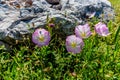 A Cluster of Texas Pink Evening Primrose Wildflowers Near Rock Royalty Free Stock Photo