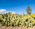 Cluster of Thornless Prickly Pear Cactus