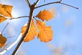 Cluster of Three Autumn Leaves on Tree branch Royalty Free Stock Photo