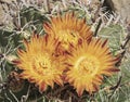 Cluster of Three Dazzling Yellow Arizona Barrel Cactus Flowers