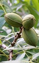 A CLUSTER OF THREE DEVELOPING PECAN NUTS ON A TREE Royalty Free Stock Photo