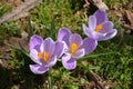 Cluster of three purple crocus flowers Royalty Free Stock Photo