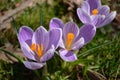 Cluster of three purple crocus flowers Royalty Free Stock Photo