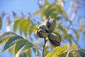 A CLUSTER OF THREE RIPE PECAN NUTS IN GREEN HUSKS ON A TREE AGAINST A BLUE SKY Royalty Free Stock Photo