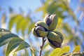 A CLUSTER OF THREE RIPE PECAN NUTS IN GREEN HUSKS ON A TREE Royalty Free Stock Photo