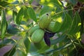 A CLUSTER OF THREE RIPE PECAN NUTS IN HUSKS AND REMNANTS OF OLD HUSKS CLUSTERED ON A TREE Royalty Free Stock Photo