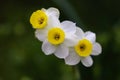 Cluster of three white and yellow miniature daffodils against green Royalty Free Stock Photo