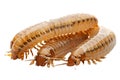 A cluster of three worms sitting together on a surface, possibly in soil or decaying matter Royalty Free Stock Photo