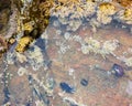 Cluster of tide pool critters. Chiton, turban snail and muscles. Southern California Royalty Free Stock Photo