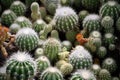 a cluster of tightly-packed cacti competing for space