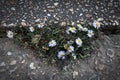 Tiny daisies have grown through the pavement