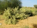 Flowering bush of desert plant-12 Royalty Free Stock Photo