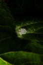 A cluster of insect eggs on a leaf. Royalty Free Stock Photo