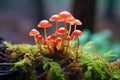 a cluster of tiny, umbrella-like mushrooms growing in a patch of vibrant ferns