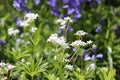 Cluster of tiny white flowers bloom on vine