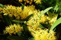 Tiny yellow Dendrobium Speciosum orchid flowers from East Australia