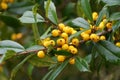 A cluster of tiny yellow fruits of Foster Hybrid Holly tree