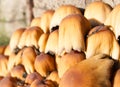 Cluster of toadstools growing at the bottom of a tree stump