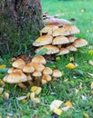 A Cluster of Toadstools Round a Tree Trunk Royalty Free Stock Photo