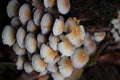 Cluster of toadstools of varying sizes growing atop a log in a grassy forest