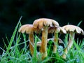 Cluster of Toadstools in wet grass. Royalty Free Stock Photo