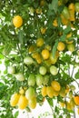 Cluster tomato