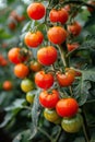 Cluster of Tomatoes Hanging From a Tree Royalty Free Stock Photo