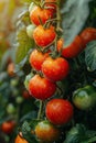 Cluster of Tomatoes Hanging From a Tree Royalty Free Stock Photo