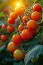 Cluster of Tomatoes Hanging From Tree Royalty Free Stock Photo