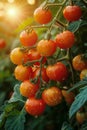 Cluster of Tomatoes Hanging From Tree Royalty Free Stock Photo