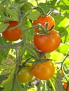 Cluster of tomatoes ripening on the vine in a vegetable garden