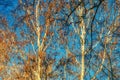 Cluster of trees with dried autumn leaves